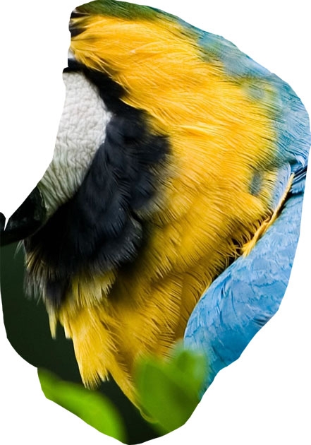 Creation of Parrot monster: Step 3